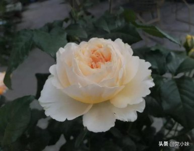 ​零差评月季-碧翠丝