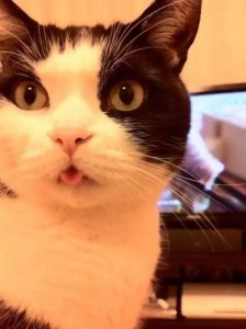 ​猫会玩哪些游戏?