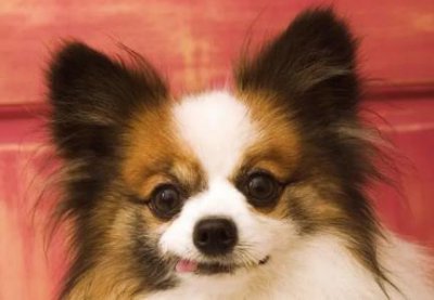 ​怎样教狗狗与母狗交配