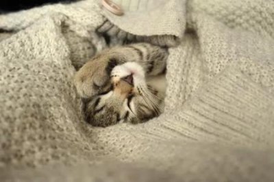 ​猫咪需要磨牙吗？猫也是需要磨牙的，只不过没有狗狗那么严重