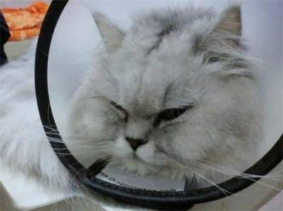 ​猫猫身上有跳蚤的真相有哪些？