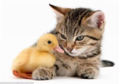 ​猫拉尿不拉屎的 猫拉尿不拉屎