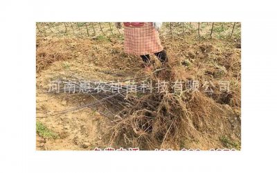 ​老婆出轨该如何挽回，老婆出轨，该如何挽回？