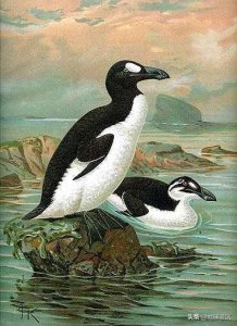 ​史前生物图鉴184-大海雀