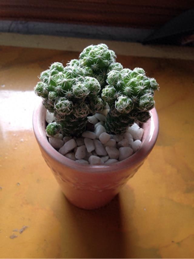 多肉植物图鉴之白鸟