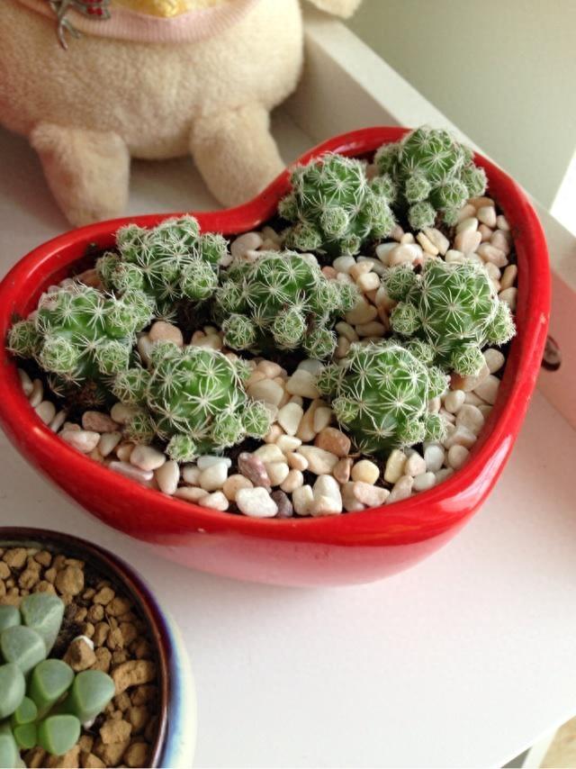 多肉植物图鉴之白鸟