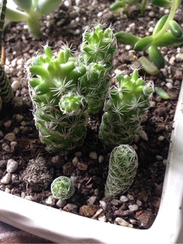 多肉植物图鉴之白鸟