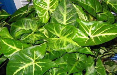 ​合果芋重点养护方法，学会科学防治，植株生长旺盛叶色美