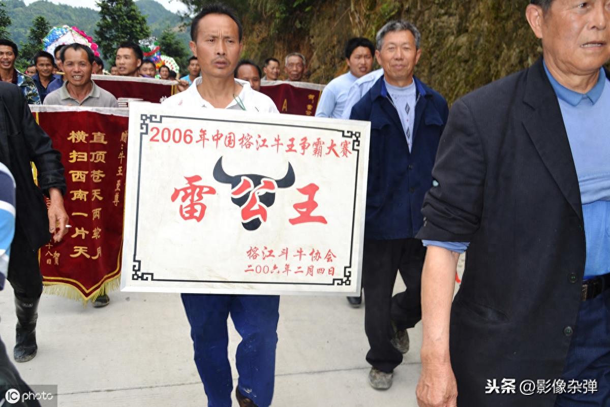 贵州“牛王”获11次称号，帮主人赢得13万奖金，死后百人送行