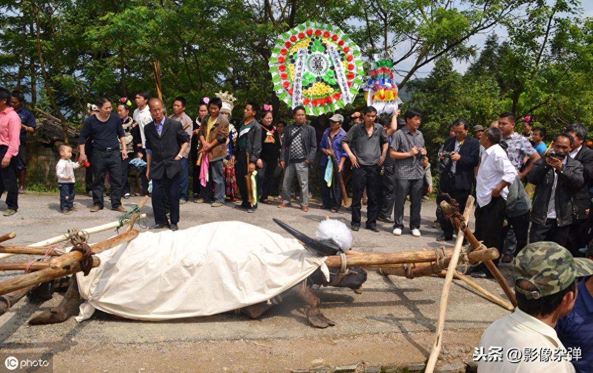 贵州“牛王”获11次称号，帮主人赢得13万奖金，死后百人送行