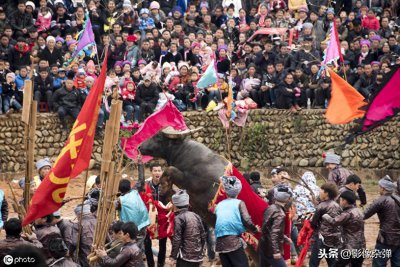 ​贵州“牛王”获11次称号，帮主人赢得13万奖金，死后百人送行