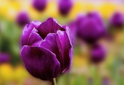 ​紫色郁金香花语,紫色郁金花的花语是什么