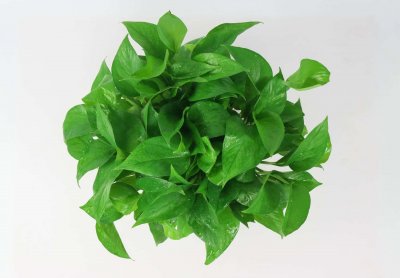 ​大妈养绿萝，7天一碗青菜水，3天蹿出8根枝！