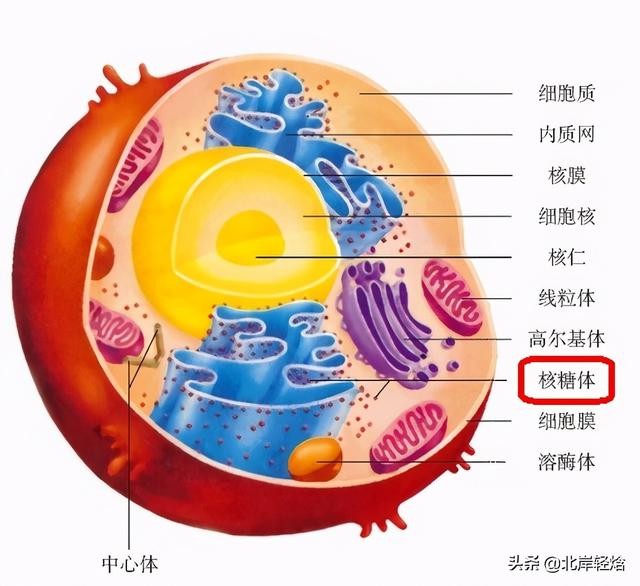 核糖体上蛋白质的合成过程（揭开生物体内合成蛋白质的奥秘）(17)