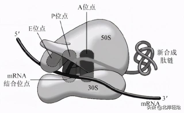 核糖体上蛋白质的合成过程（揭开生物体内合成蛋白质的奥秘）(20)