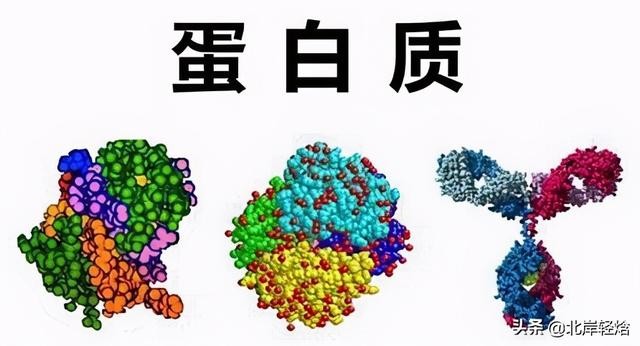 核糖体上蛋白质的合成过程（揭开生物体内合成蛋白质的奥秘）(6)