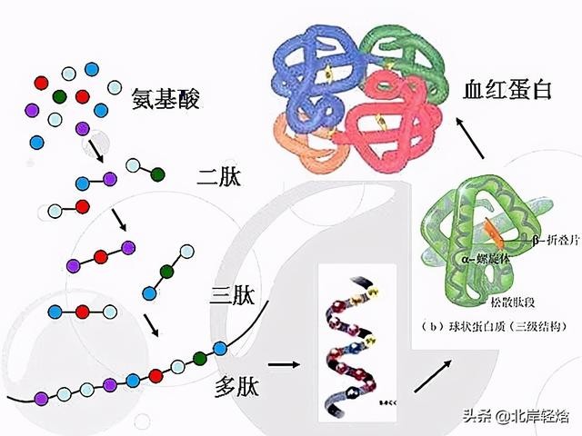 核糖体上蛋白质的合成过程（揭开生物体内合成蛋白质的奥秘）(11)