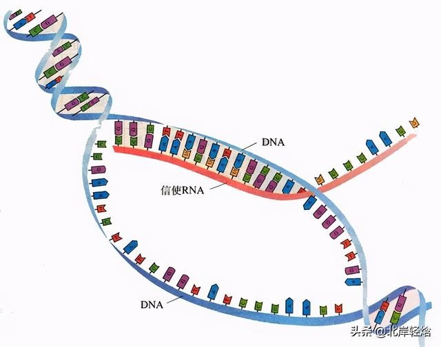 核糖体上蛋白质的合成过程（揭开生物体内合成蛋白质的奥秘）(16)