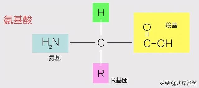 核糖体上蛋白质的合成过程（揭开生物体内合成蛋白质的奥秘）(10)