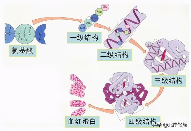 核糖体上蛋白质的合成过程（揭开生物体内合成蛋白质的奥秘）(14)