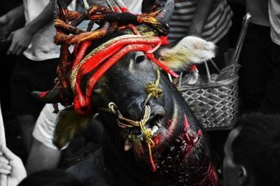 ​瑶族独特的风俗文化“瑶族砍牛”是怎样的?