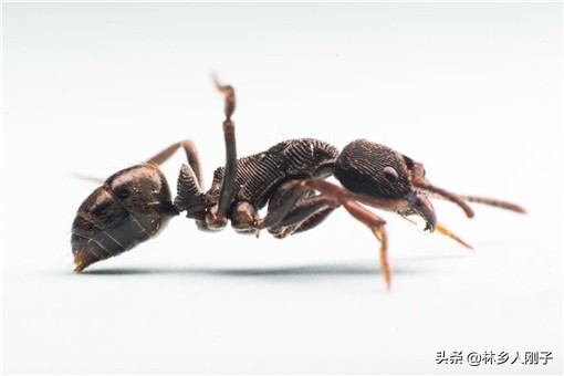 蚂蚁药什么牌子效果最好（8种农药效果最好可彻底杀死）