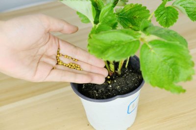 ​大棚草莓一年结几次果，什么时候结果