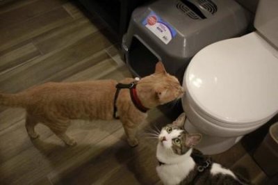 ​英短猫多少钱一只？英短猫的选购技巧