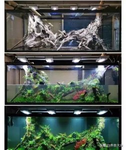 ​鱼缸造景到底好不好 8款鱼缸造景过程