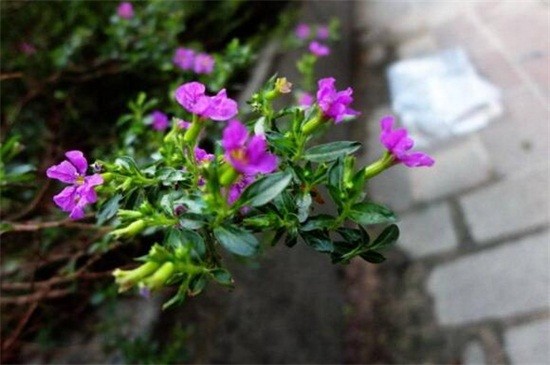 雪茄花和满天星的区别（图）(图3)