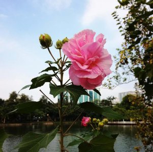 ​木芙蓉种子怎么种