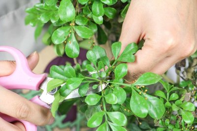 ​怎样让米兰花天天开花