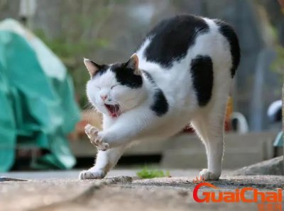 ​猫咪为什么会弓背