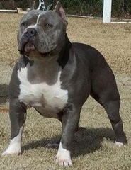 比特犬VS藏獒，它才是最后的赢家