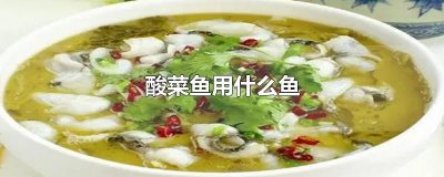 ​酸菜鱼用什么鱼