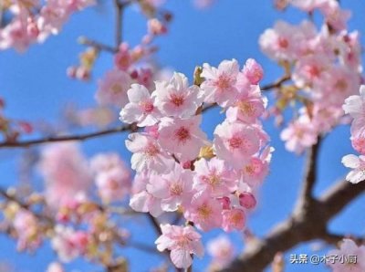 ​雁宾高度窖王多少钱(雁宾窖王价格)