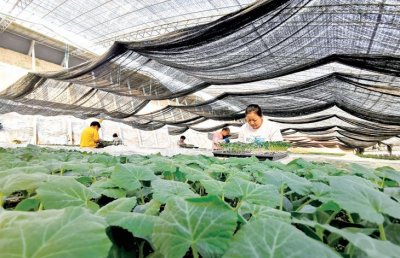 ​寿光蔬菜产业发展总体现状（从技术为王到）