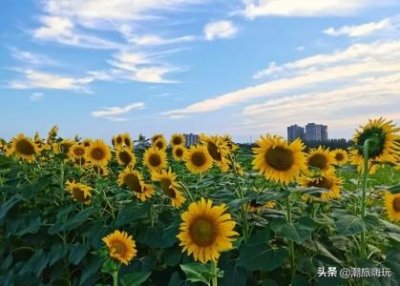 ​大唐芙蓉园游玩路线，游玩大唐芙蓉园的方案