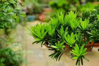 ​怎样种植罗汉松（养殖方法和注意事项）