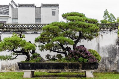 ​岁寒三友象征意义是什么（岁寒三友共同特点及代表的精神）
