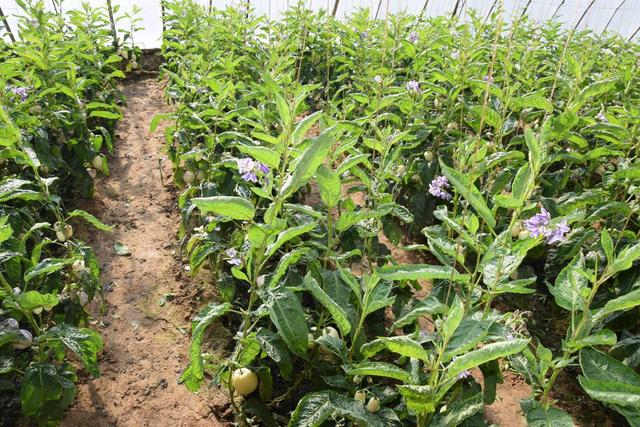 人参果的种法和种植技术（人参果兼具蔬菜）(6)