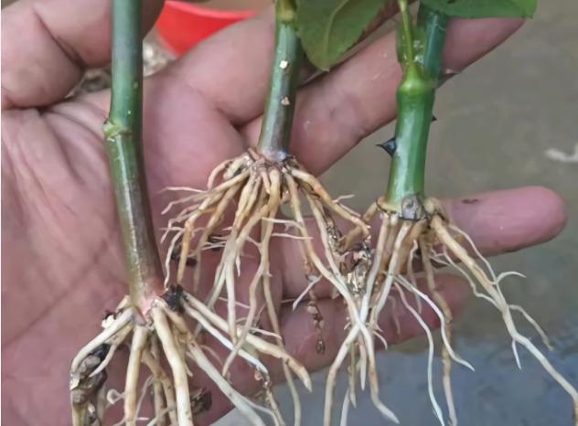 人参果的种法和种植技术（人参果兼具蔬菜）(2)