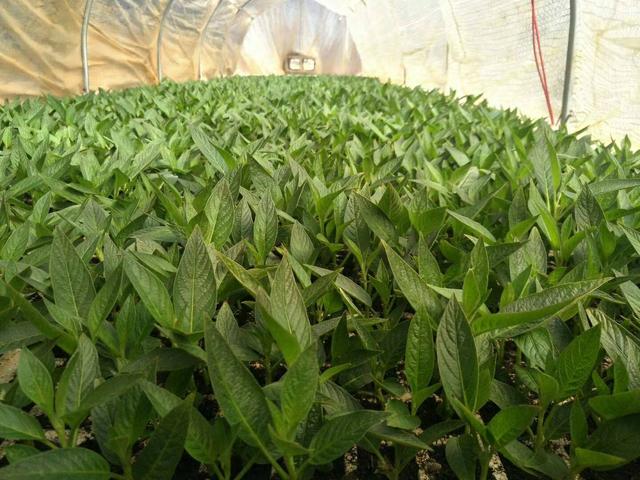 人参果的种法和种植技术（人参果兼具蔬菜）(7)