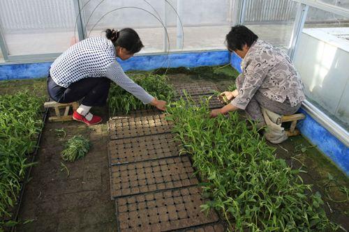 人参果的种法和种植技术（人参果兼具蔬菜）(8)