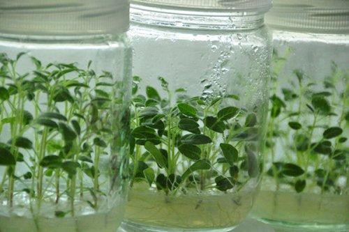 人参果的种法和种植技术（人参果兼具蔬菜）(9)
