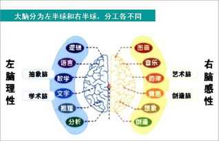 左脑思维和右脑思维有什么区别(左脑与右脑的思维区别)