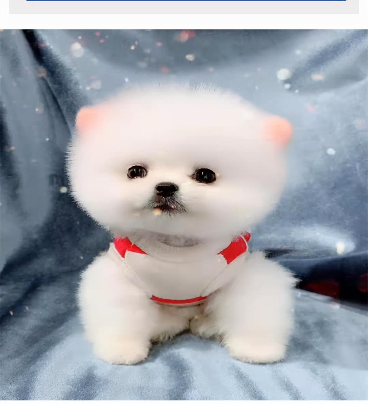博美犬怎么训练才能听懂人话视频（博美犬怎么训练才能听懂人话）