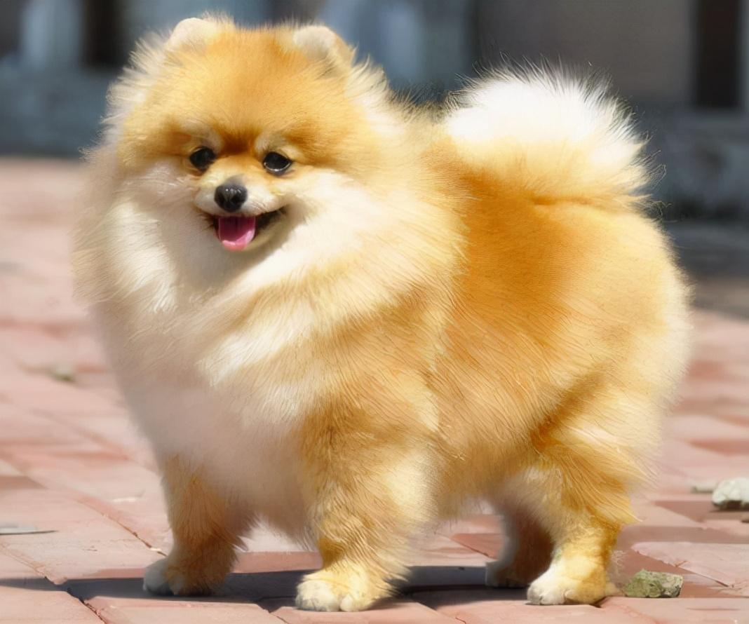博美犬怎么训练才能听懂人话视频（博美犬怎么训练才能听懂人话）