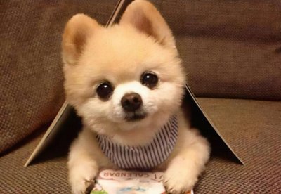 ​博美犬怎么训练才能听懂人话视频（博美犬怎么训练才能听懂人话）