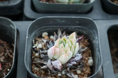 ​苯巴蒂斯多肉怎么养，如何繁殖